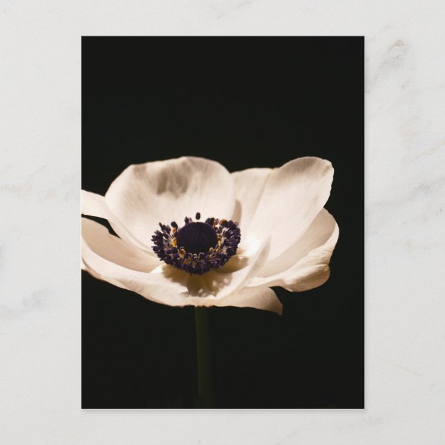 Cartão Postal Flor de anêmona (Frente)
