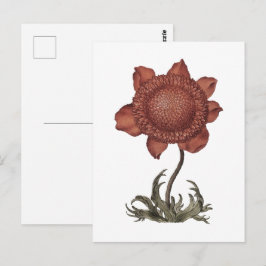 Cartão Postal flor de anemona papoula vermelha