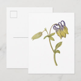 Cartão Postal Flor de aquilegia comum desenhada à mão