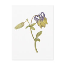 Flor de aquilegia comum desenhada à mão