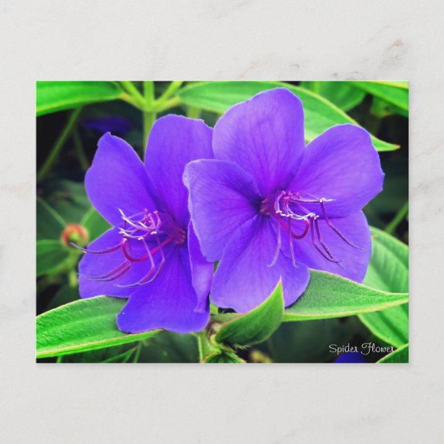 Cartão Postal Flor de aranha [Cartão postal] (Frente)