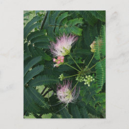 Cartão Postal Flor de Árvore Mimosa