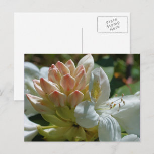 Cartão Postal Flor de Azaléia Branca