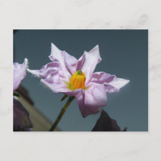 Cartão Postal Flor de Batata