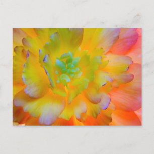 Cartão Postal Flor de Begônia Brilhante   Seabeck, WA