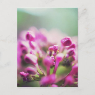 Cartão Postal Flor de bokeh macro vintage rosa