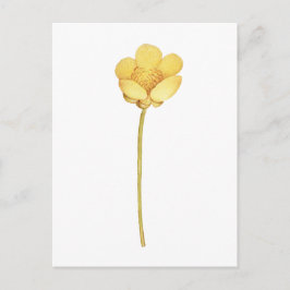 Cartão Postal Flor de botão-de-ouro amarelo em flor