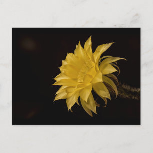 Cartão Postal Flor de cacto amarelo em floração