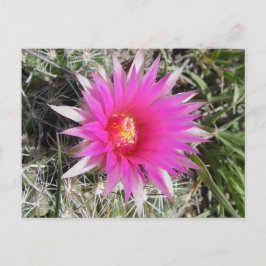 Cartão Postal Flor de Cacto Bola F12 "Escobaria vivipara"