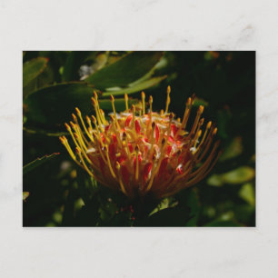 CARTÃO POSTAL FLOR DE CACTO EXÓTICO LARANJA