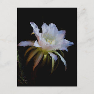 Cartão Postal Flor de Cacto Rainha da Noite Elegante