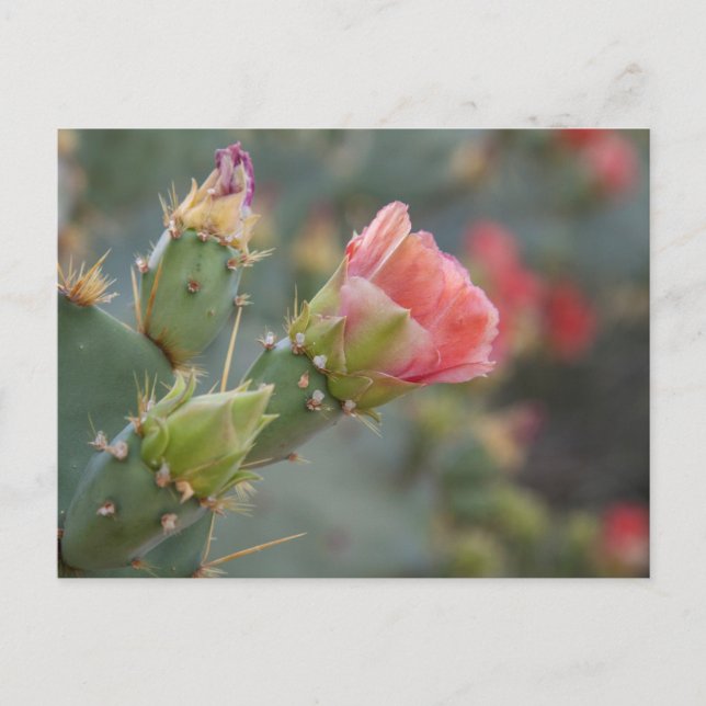 Cartão Postal Flor de cacto rosa começando a desabrochar (Frente)