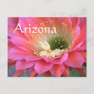 Cartão Postal Flor de cacto rosa no deserto