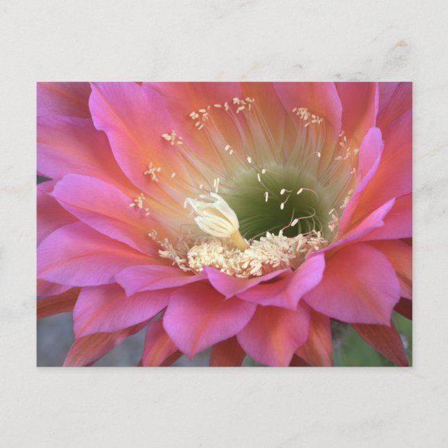 Cartão Postal Flor de cacto rosa no deserto (Frente)