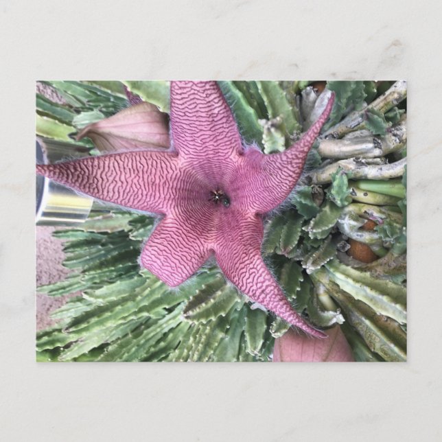 Cartão Postal Flor de Cacto Roxa (Frente)