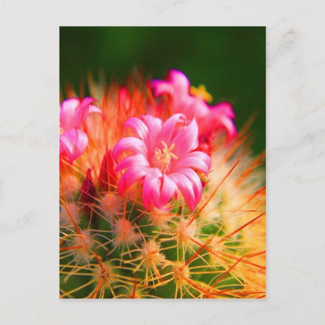 Cartão Postal Flor de Cactos de Beleza Sticky (Frente)