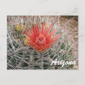 Cartão Postal Flor de Cactus de arizona