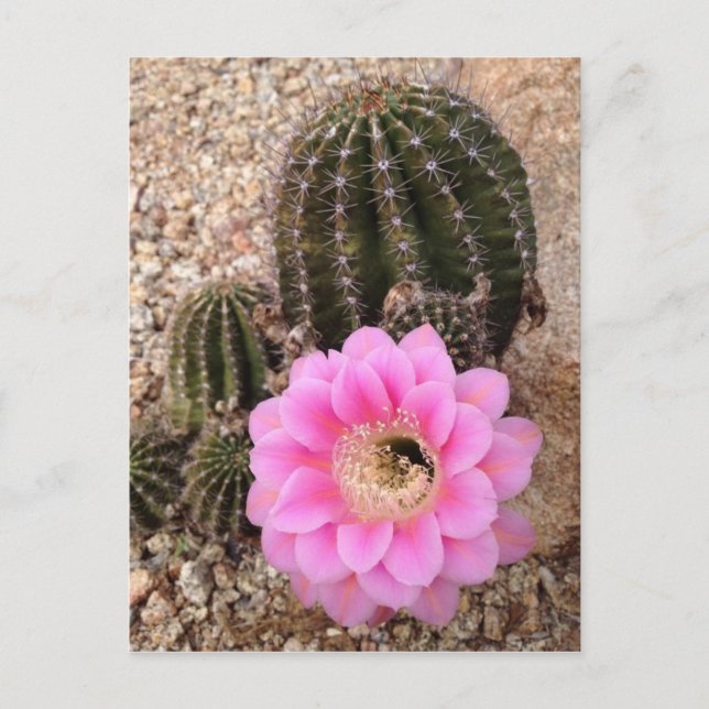 Cartão Postal Flor de Cactus Rosa (Frente)