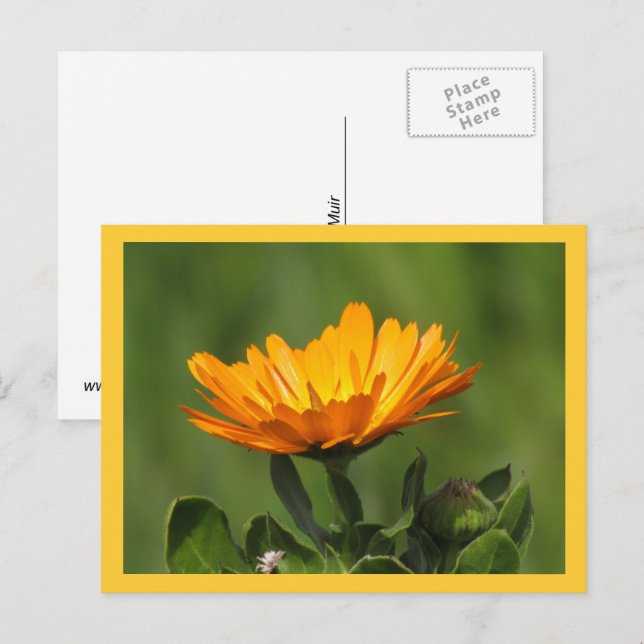 Cartão postal - Flor de Calendula (Frente/Verso)