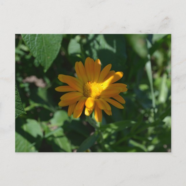 Cartão Postal Flor de Calêndula (Calendula officinalis) (Frente)