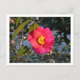 Cartão Postal flor de camélia vermelha