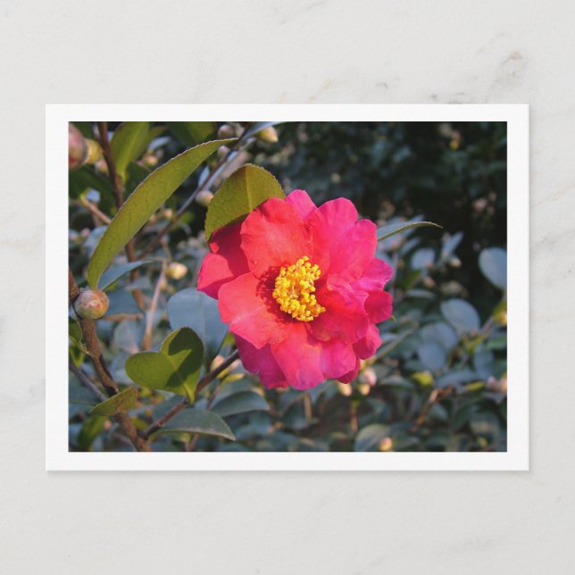 Cartão Postal flor de camélia vermelha (Frente)