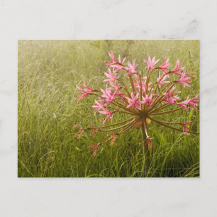 Cartão Postal Flor de Candelabro (Brunsvigia Radulosa)
