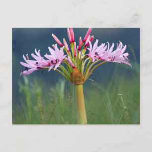 Cartão Postal Flor de Candelabro (Brunsvigia Radulosa), Umgeni