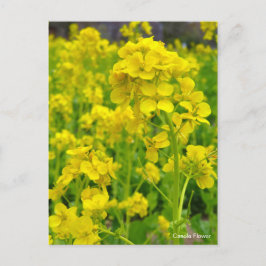 Cartão Postal Flor de Canola [Cartão Postal]