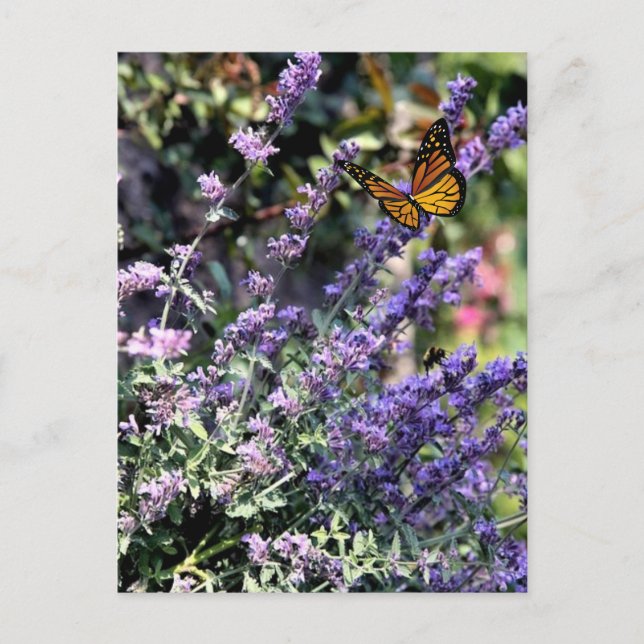 Cartão Postal Flor de Catminto Roxo com Borboleta (Frente)