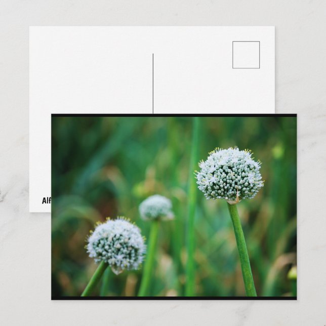 Cartão Postal Flor de Cebola Selvagem (Frente/Verso)