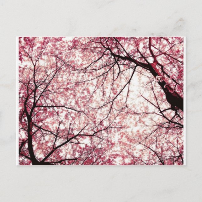 Cartão Postal flor de cereja 2 (Frente)