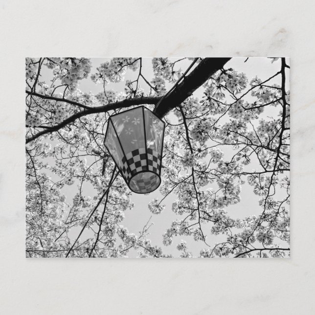 Cartão Postal Flor de Cereja e Lanterna Japoneses (Frente)