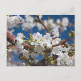 Cartão Postal Flor de Cerejeira