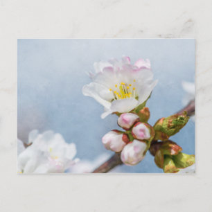 Cartão Postal Flor de Cerejeira