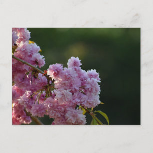 Cartão Postal Flor de Cerejeira