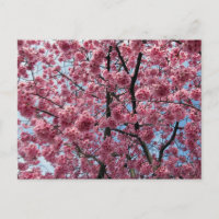 Flor de Cerejeira: Japão