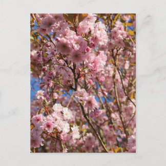 Cartão Postal Flor de Cerejeira Rosa da Primavera