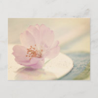 Flor de Cerejeira Rosa Suave