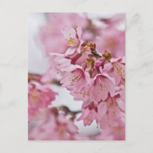 Cartão Postal Flor de Cerejeira Sakura Rosa Pálido