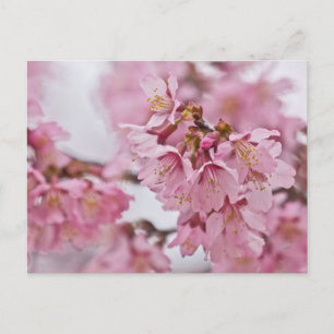Cartão Postal Flor de Cerejeira Sakura Rosa Pálido