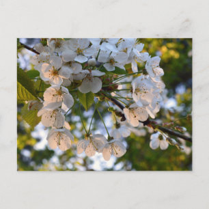 Cartão Postal Flor de Cerejeira Selvagem