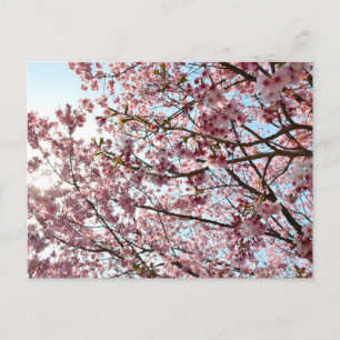 Cartão Postal Flor de Cerejeira: Tóquio, Japão