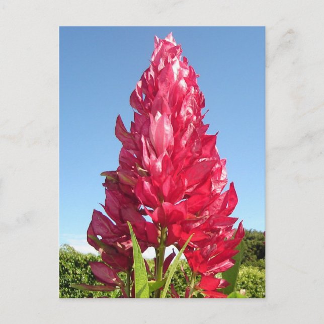 Cartão Postal Flor de chama (vertical) (Frente)