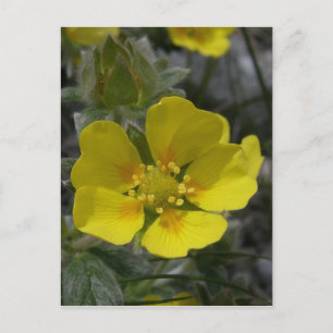 Cartão Postal Flor de Cinquefoil, Ilha de Unalaska