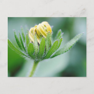 Cartão Postal Flor de Cone Flower em Flor