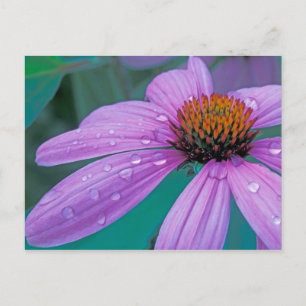 Cartão Postal flor de cone roxo com gotas de água