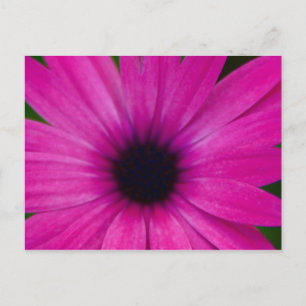 Cartão Postal flor de cor-de-rosa