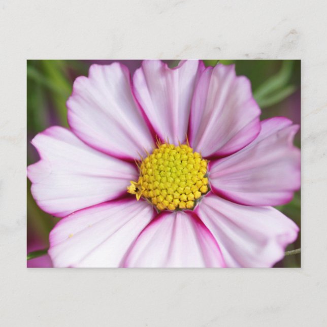 Cartão Postal Flor de Cosmos (bidens formosa) (Frente)