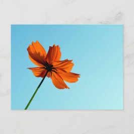 Cartão Postal Flor de Cosmos Laranja 